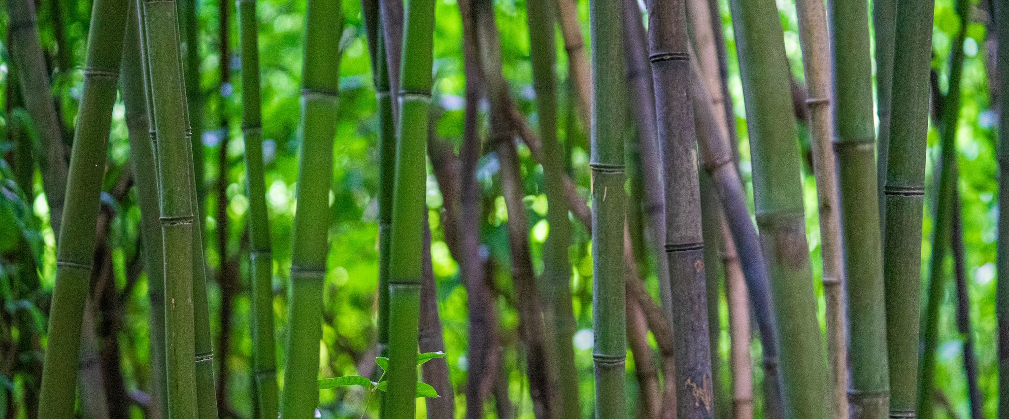 A dense grove of green bamboo