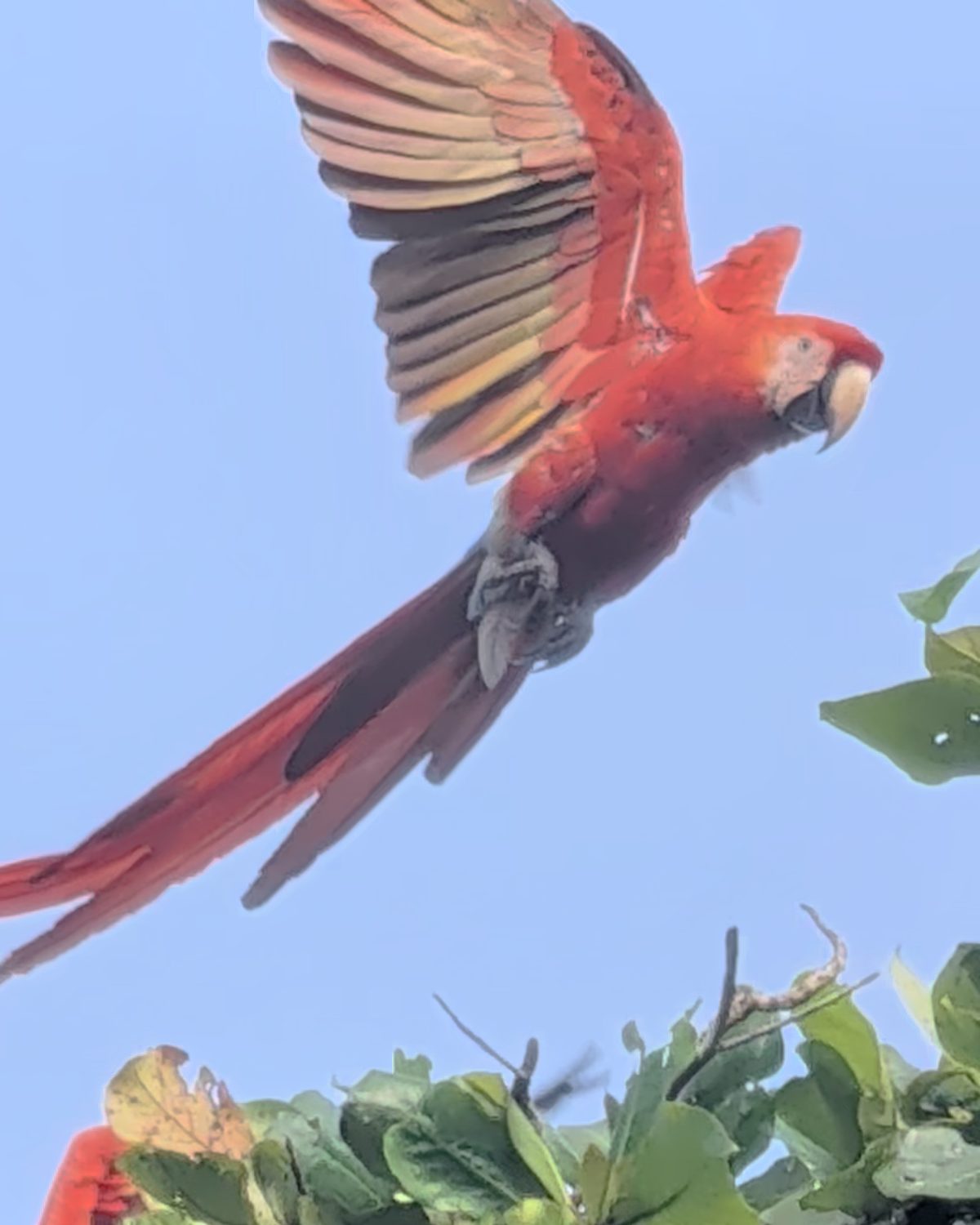 A scarlet macaw lifting off from the treetops, wings fully open