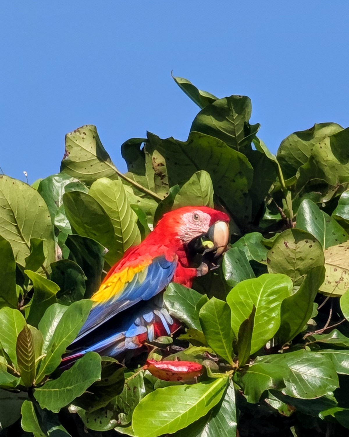 A scarlet macaw perched in the canopy, feeding, against a clear blue sky