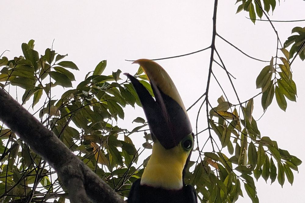 A chestnut-mandibled toucan tipping its head back on a branch, seen from below through the canopy